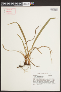 Iris verna image