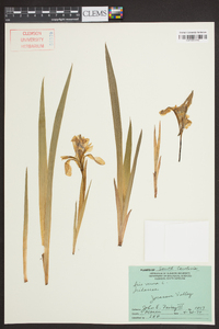 Iris verna image