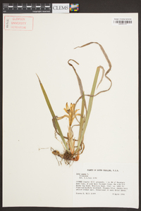 Iris verna image