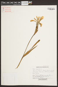 Iris virginica image