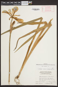 Iris virginica image