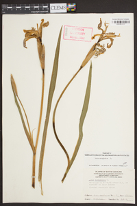 Iris virginica image