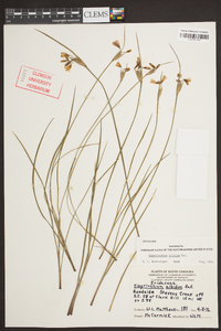 Sisyrinchium albidum image