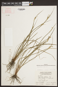 Sisyrinchium albidum image