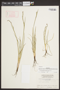 Sisyrinchium atlanticum image