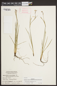 Sisyrinchium atlanticum image