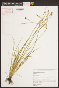 Sisyrinchium atlanticum image