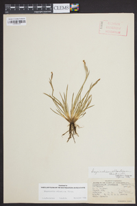 Sisyrinchium atlanticum image