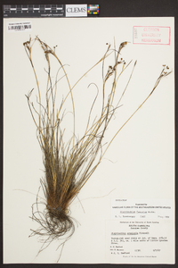 Sisyrinchium fuscatum image