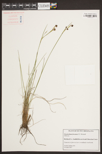 Sisyrinchium fuscatum image