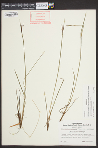 Sisyrinchium mucronatum image