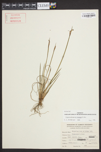 Sisyrinchium mucronatum image