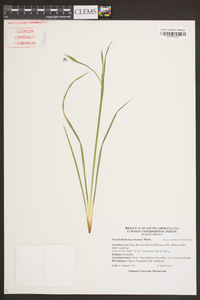 Sisyrinchium mucronatum image