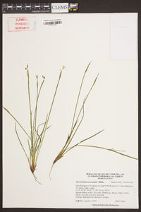 Sisyrinchium mucronatum image