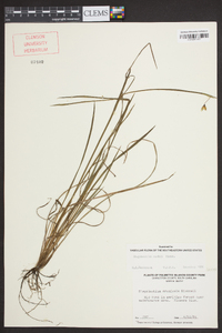 Sisyrinchium nashii image