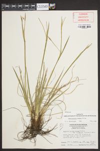 Sisyrinchium nashii image