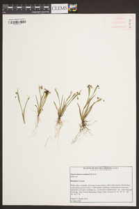 Sisyrinchium rosulatum image