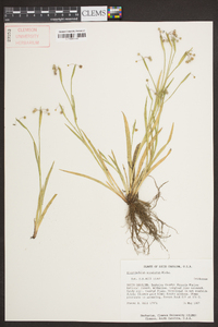 Sisyrinchium rosulatum image