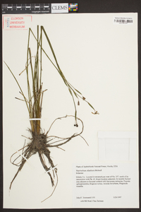 Sisyrinchium atlanticum image