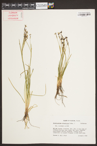 Sisyrinchium atlanticum image