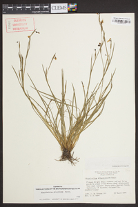 Sisyrinchium atlanticum image