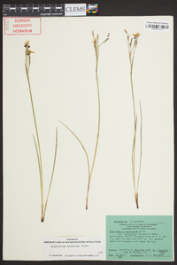 Sisyrinchium atlanticum image