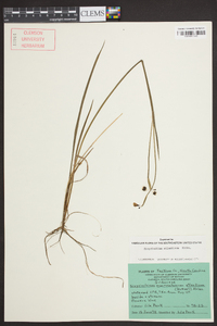 Sisyrinchium atlanticum image