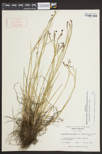 Sisyrinchium atlanticum image