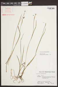 Sisyrinchium fuscatum image