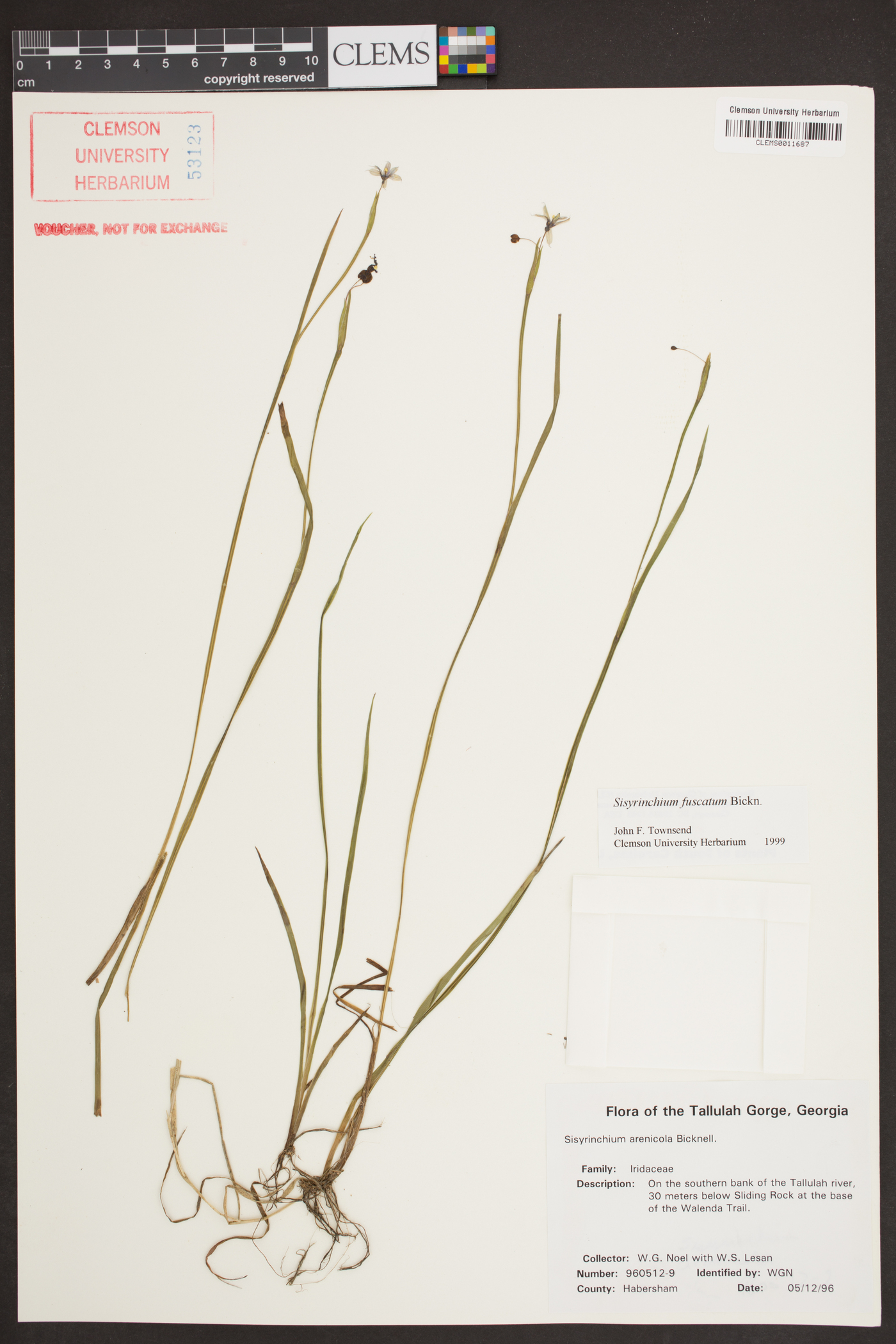 Sisyrinchium fuscatum image