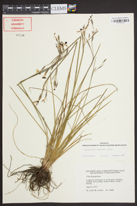 Sisyrinchium miamiense image