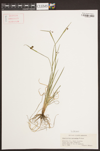 Sisyrinchium mucronatum image