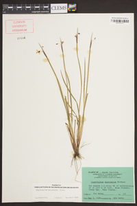 Sisyrinchium mucronatum image