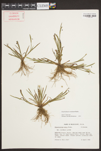 Sisyrinchium rosulatum image