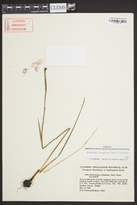 Sphenostigma coelestinum image