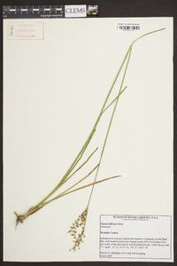 Juncus biflorus image