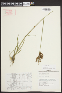 Juncus biflorus image