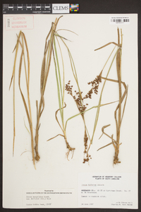 Juncus biflorus image