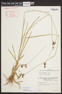 Juncus biflorus image