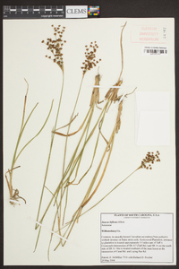 Juncus biflorus image