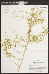 Asparagus aethiopicus image