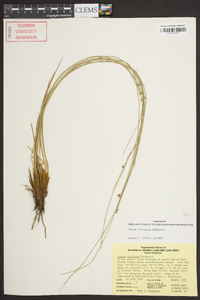 Juncus coriaceus image