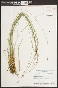 Juncus coriaceus image