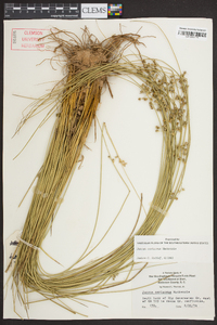 Juncus coriaceus image