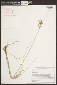 Juncus coriaceus image