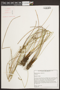 Juncus coriaceus image