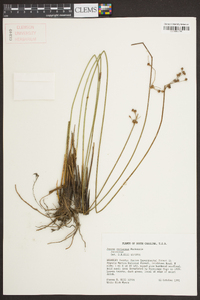 Juncus coriaceus image