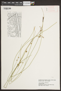 Juncus coriaceus image