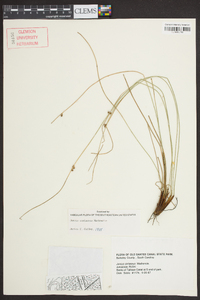 Juncus coriaceus image