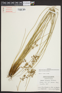 Juncus coriaceus image